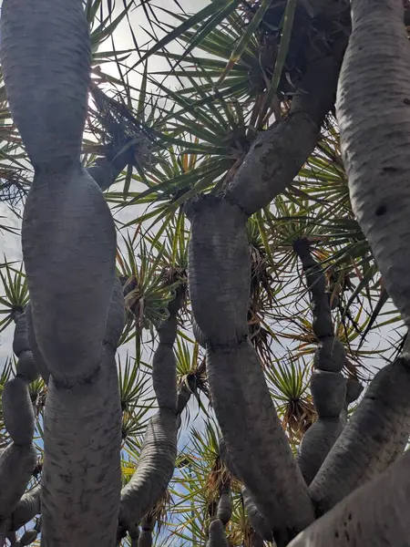 Palm Trees Growing Tenerife Canary Island Spain Europe — Stock Photo, Image