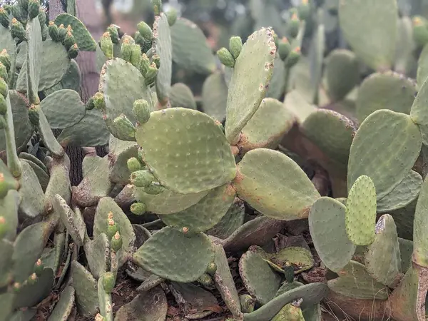 Green Cactus Plants Tenerife Canary Island Spain — Stock Photo, Image