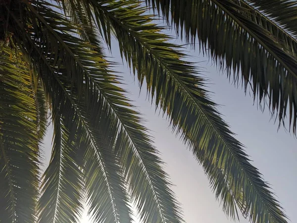Palm trees growing on Tenerife, the Canary Island, Spain, Europe