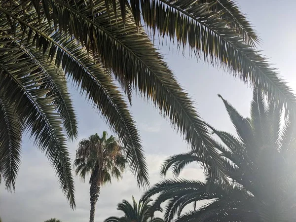 palm trees growing on Tenerife, the Canary Island, Spain