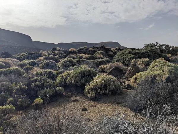 Tenerife 'nin volkanik kayalık manzarası, Kanarya Adası, İspanya, Avrupa