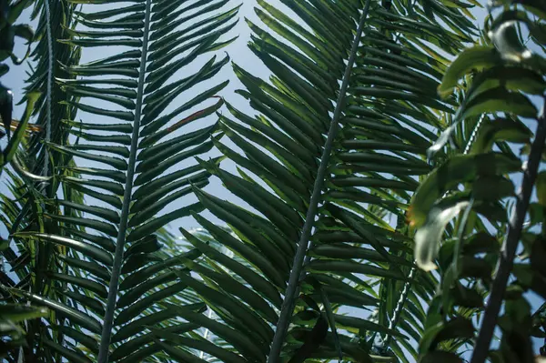 Zbliżenie Zielonych Liści Roślin Tropikalnych — Zdjęcie stockowe