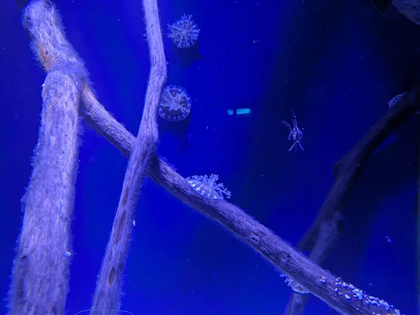 Akvaryumdaki Denizanası Manzarası — Stok fotoğraf