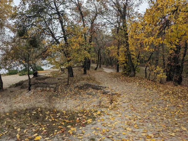 Ağaçlar ve yapraklarla dolu sonbahar ormanı