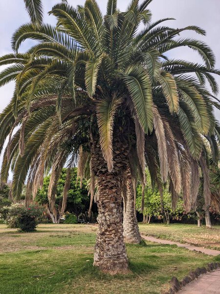 beautiful view of the park with palms 
