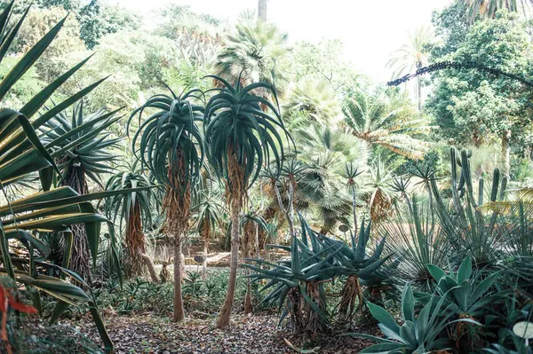 green tropical plants in a tropical park