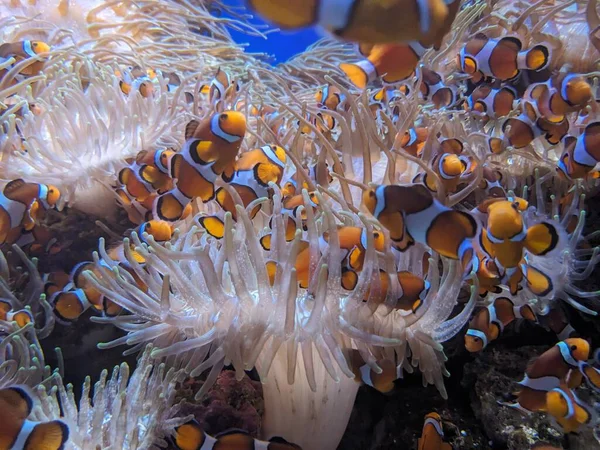 Underwater Photo Clownfish Water Aquarium — Stock Photo, Image