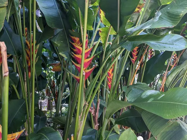 beautiful tropical plants, natural wallpaper