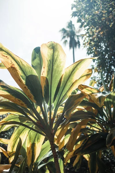 Tenerife 'nin tropikal bitkileri, Kanarya Adası, İspanya 