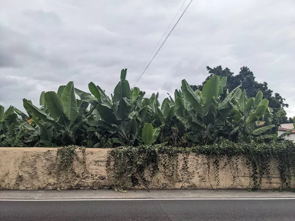 Piantagione Banani Sulla Strada Tenerife Isole Canarie Spagna Europa — Foto Stock