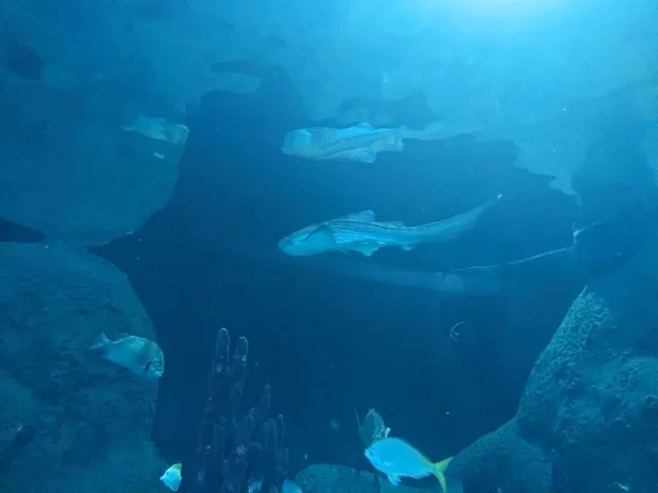 Unterwasserfotos Von Fischen Wasser Aquarium — Stockfoto