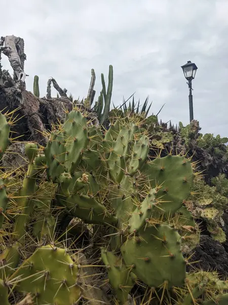 a vertical shot of a cactus with a green plant under the clear sky