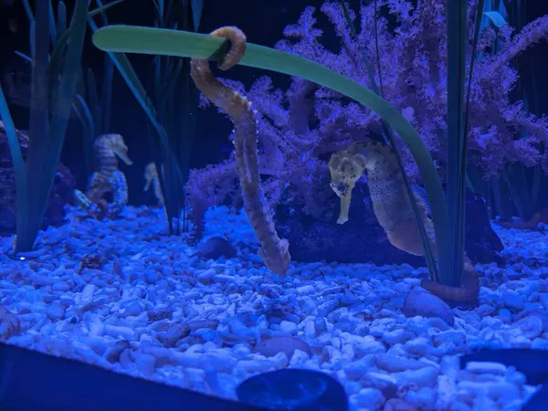 Akvaryumdaki Longsnout deniz atları (Hipokampus Reidi) numunesi