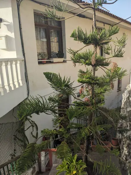 Tropiska Träd Gatan Med Hus Santa Cruz Stad Teneriffa Kanarieöarna Stockfoto