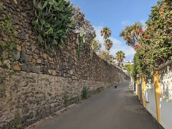 Santa Cruz Şehrindeki Sokak Manzarası Tenerife Kanarya Adası Spanya Avrupa Stok Resim