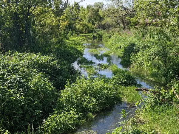 Маленька Річка Пишному Зеленому Лісі Стокове Фото
