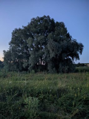 Ağacı ve tarlası olan güzel bir manzara.
