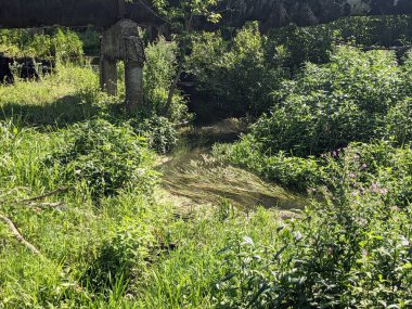 Güzel bir yeşil ağaç görüntüsü.