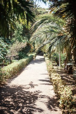 Ağaçları ve bitkileri olan tropik bir park.