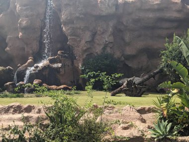 Hayvanat bahçesindeki ağaçlarla süslenmiş doğal süsler.