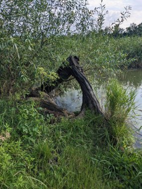 Ormandaki nehrin güzel manzarası