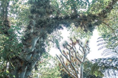 Ormanda palmiye yaprakları.