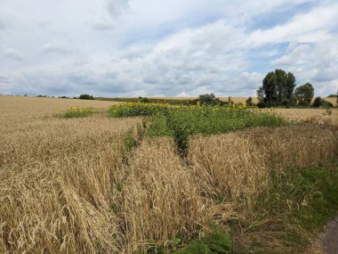 bir buğday tarlası ve gökyüzü