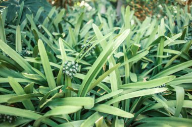 Bitkilerin yeşil yapraklarını yakın çekim