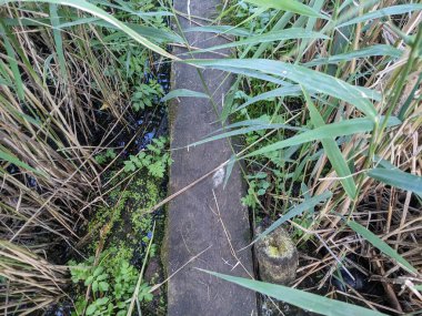 Göletin üzerindeki tahta kalas. 