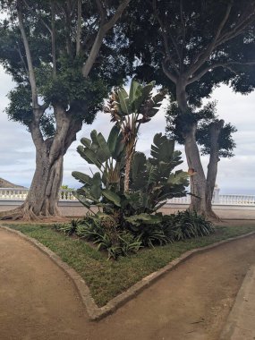 Tenerife, Kanarya Adası, İspanya 'da tropikal bitkiler yetişiyor