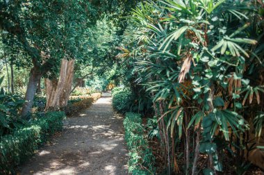 Güzel botanik fotoğrafı, doğal duvar kağıdı.