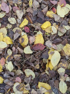 Sonbahar yaprakları yerde.