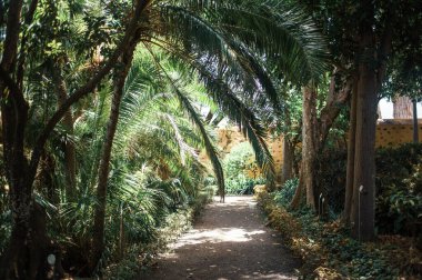 Tenerife, Kanarya Adası, İspanya ve Avrupa 'da palmiye ağaçları büyüyor 