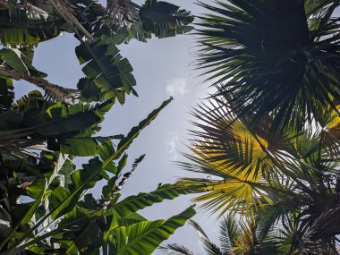 Mavi gökyüzü ile palmiye ağacı yaprakları