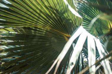 Yeşil palmiye yapraklarının arkaplanını kapat
