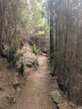 Ormanın güzel manzarası