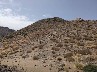 Tenerife 'nin kayalık volkanik manzarası, Kanarya Adası, İspanya