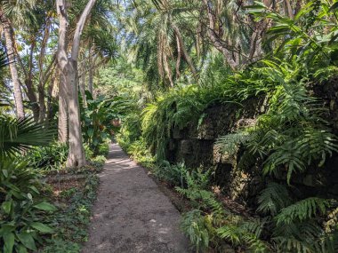 Parktaki patikanın güzel bir görüntüsü.