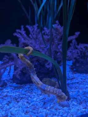 Akvaryumdaki Longsnout deniz atları (Hipokampus Reidi) numunesi