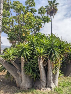 Tenerife adasındaki büyük palmiye ağaçları, kanarya adası.