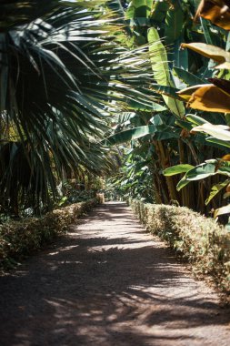 Tropik bahçe yolu, palmiye yaprakları, yaz günü