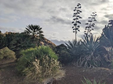 Tenerife Adası, Kanarya Adaları, İspanya 'da egzotik bitkiler yetişiyor.