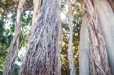 Sandıkların görünümünü kapat