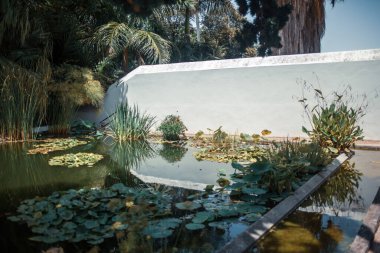 Bahçe havuzunda yetişen tropik bitkiler, Tenerife, Kanarya Adası, İspanya 