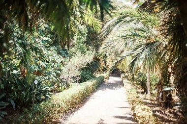 Tropikal parktaki güzel yeşil palmiye ağaçları