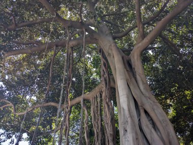 Ormandaki ağaç dalları