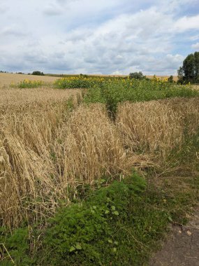 Buğday tarlası ve kırsal, tarım buğday doğası.