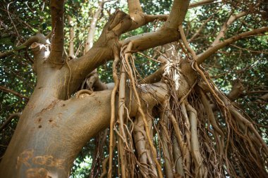 Tenerife parkındaki yeşil tropikal bitkiler, Kanarya Adası, İspanya