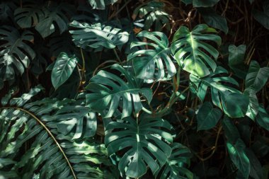 green leaves background, flora foliage clipart