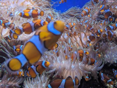 Mercan resiflerindeki balıklar, sualtı dünyası.